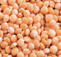 Red Lentil (55lbs Bag)